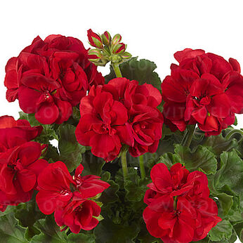 Trendix Dark Red