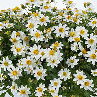 White Delight