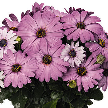 Margarita Lilac