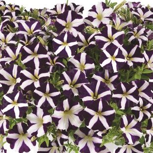 Amore™ Purple