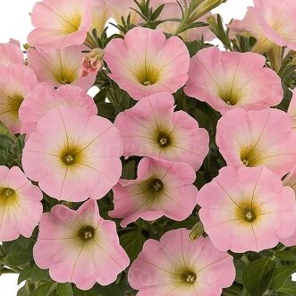 Sweetunia™ Baby Pink 2026