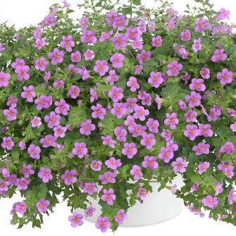 Scopia Gulliver Pink
