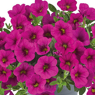 Metro Early Neon Rose