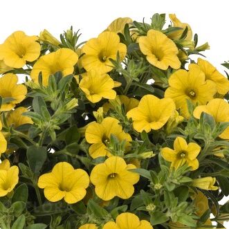 Aloha Kona Yellow