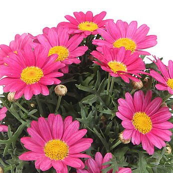 Simba Dark Pink