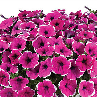 Cascadias Rim Cherry Imp.