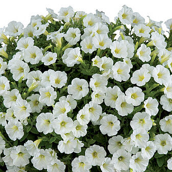 Littletunia White Grace