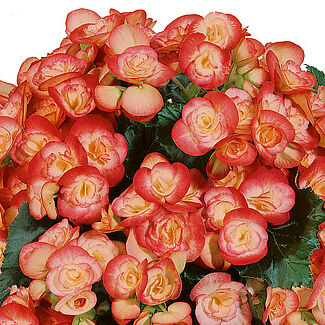 Ilona Collection Peggy