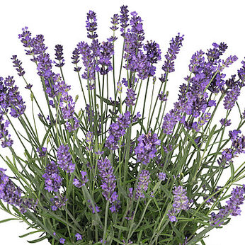 La Diva Spirit Purple Blue