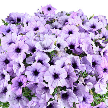 Cascadias Lavender Ice
