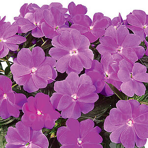 Harmony Dark Lilac