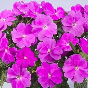 Harmony Dark Lilac