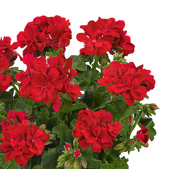 Sunflorix Red