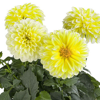 Labella® Medio Fun Yellow Blush
