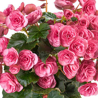 Rhodee Pink