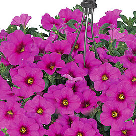 Bloomtastic Hot Pink