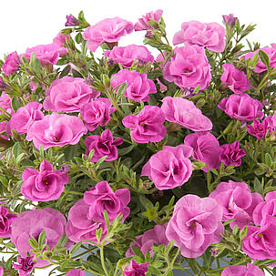 Twist Double Pink