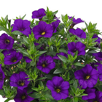 Aloha Kona Blue (Purple)