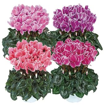 Halios Curly® Melange Flamme 2560  (Flamed Mix)