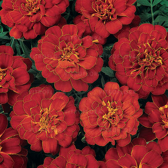 Durango Red