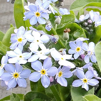 Bellamy Sky Blue
