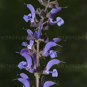 Salvia pratensis