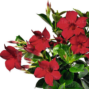 Flordenia Red