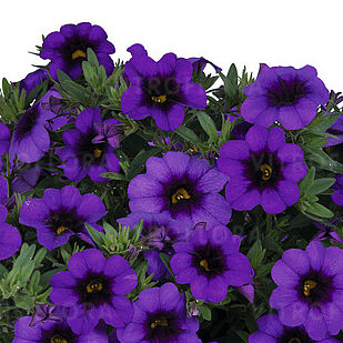 Bloomtastic Purple