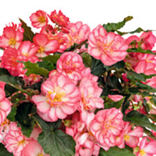 Joy Rose Picotee