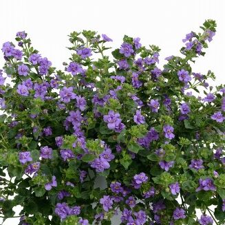 Scopia Double Indigo