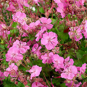 Karmina
