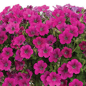 Littletunia Rose