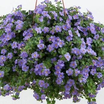 Scopia Gulliver Blue