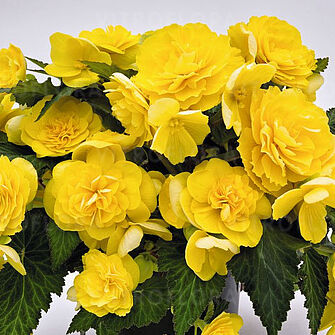 Joy Yellow