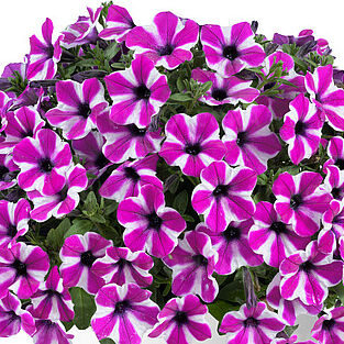 Capella Magenta Diamond