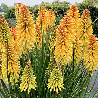 Poco™ Butter Brickle