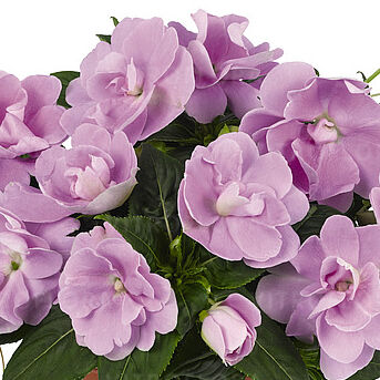 Wild Romance Lavender