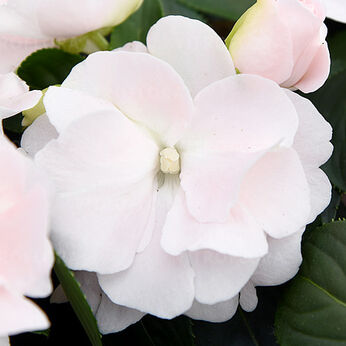 Wild Romance Blush Pink