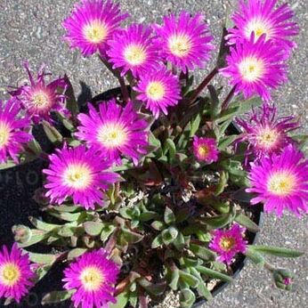 Delosperma suntherlandii