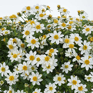 Timeless Collection White Delight Imp.
