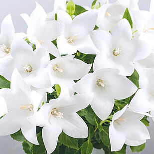 Pop Star White