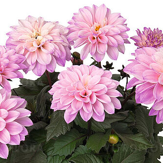 Temptation Pink Bicolor