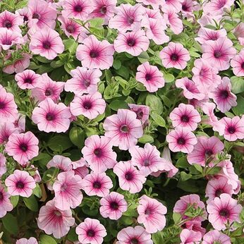 Surfinia Pink Vein