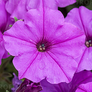 ColourCloud Lavender