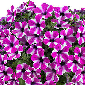 Capella Magenta Diamond