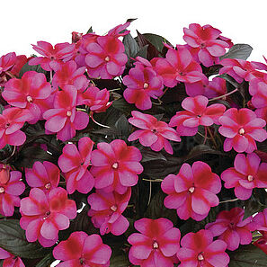 Harmony Fuchsia Cream