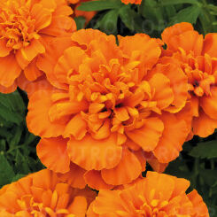 Super Hero Deep Orange