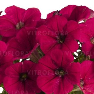 Potunia™ Neon