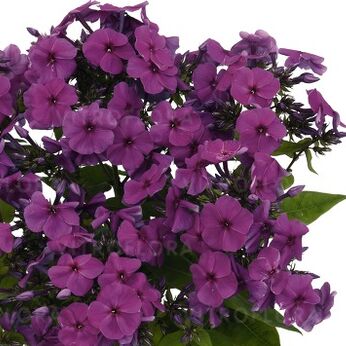 Flame® Pro Purple
