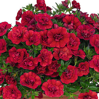 Aloha Double Red